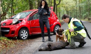 Verbond van Verzekeraars: schadelast door aanrijdingen met dieren neemt toe