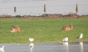 Jagers redden dieren bij hoogwater