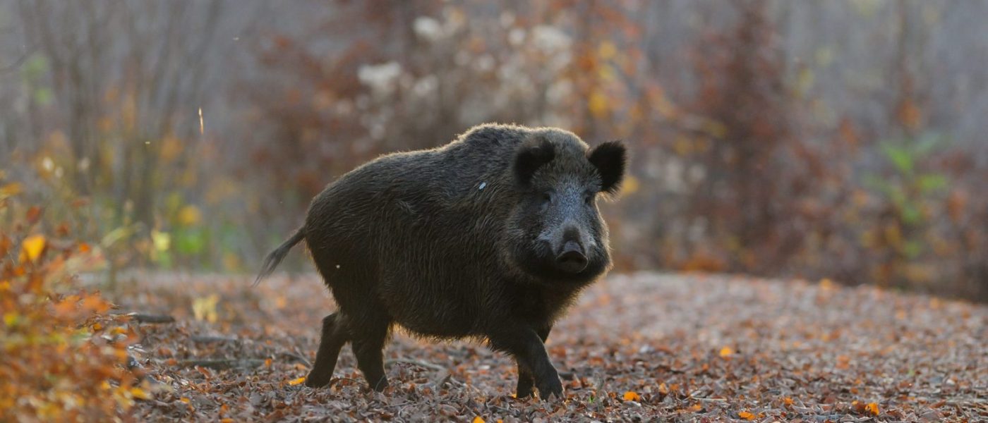 Jagers en Afrikaanse varkenspest – Gezondheidsdienst voor Dieren
