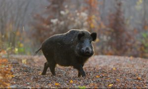 Jagers en Afrikaanse varkenspest – Gezondheidsdienst voor Dieren