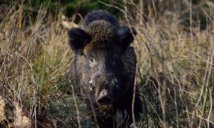 Persbericht – Volledig stopzetten beheer wilde dieren onnodig en onverstandig