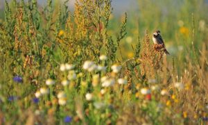 Limburgse project ‘Jagers in het Groen’ krijgt een vervolg – Groene Ruimte