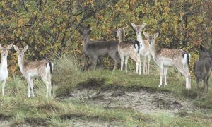 ‘Bijna duizend damherten te veel in Zeeland’ – PZC