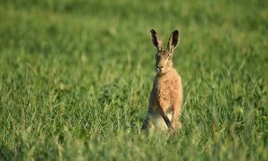 Federatie Particulier Grondbezit zeer ontstemd over motie haas en konijn: perk eigendomsrecht niet in