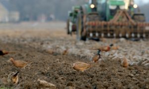 Natuurinclusieve landbouw: haalbaar of verre toekomstmuziek?