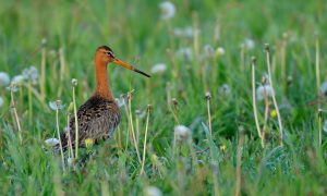 ‘Aanvalsplan grutto’ moet icoon van het weidse landschap redden