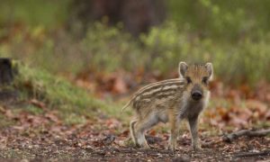 Oproep Jagersvereniging: Bescherm jonge, wilde dieren