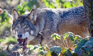 Wolf in Zeeland waargenomen