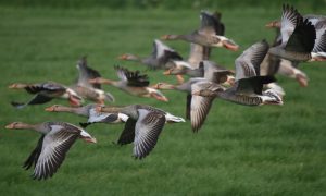 Jagers Krimpenerwaard willen landelijk beheerplan voor bejaging grauwe gans – Het Kontakt