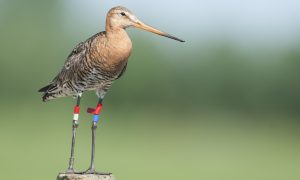 Weidevogelbeschermers zijn vossen beu: ‘Dit is dweilen met de kraan open’ – RTV Noord