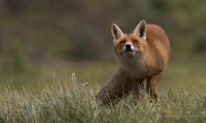 Vossenjacht verboden in provincie Utrecht: ‘Ramp voor weidevogels in Eempolder – RTV Utrecht