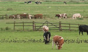 Evaluatie: Agrarisch natuur- en landschapsbeheer op koers, meer nodig