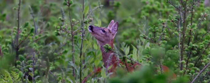 Reewildtentoonstelling Vereniging het Ree Regio Brabant