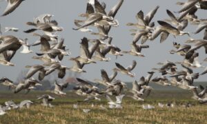 Advies aan provincies over toekomstig ganzenbeheer: één landelijk beheerplan grauwe gans