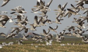 Advies aan provincies over toekomstig ganzenbeheer: één landelijk beheerplan grauwe gans