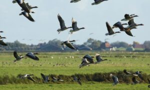 Agrariërs Nootdorp willen drastische reductie van aantallen ganzen