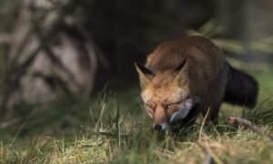 Twee vossen in Groningen besmet met vogelgriep; honden aan de lijn