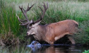 Voorstel voor 5.000 hectare nieuw leefgebied edelherten in Flevoland – Nieuwe Oogst