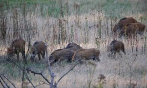 Provincie Noord-Brabant stemt in met interventieteam wilde zwijnen