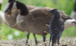 Update intrekking vrijstellingen Gelderland 27/08: provincie gaat in hoger beroep en vraagt voorlopige voorziening aan