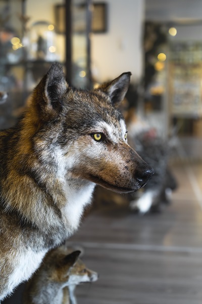 Prepareren van dieren_Myrthe de Bruin