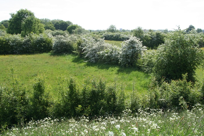 Heggen en hagen zijn goed voor biodiversiteit en CO2 opslag