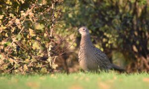 Heggen en hagen belangrijk voor biodiversiteit