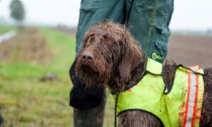 Vogelgriep: honden aan de lijn!