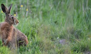 Update berichtgeving wildlijst en vrijstellingenlijst: Stakeholders sturen brief naar minister