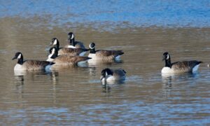 Jachtverbod tijdens vogelgriepbuitbraak blijkt zinloos