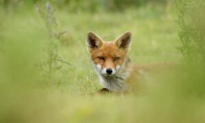 Landelijke vrijstelling vos weer van kracht in Gelderland