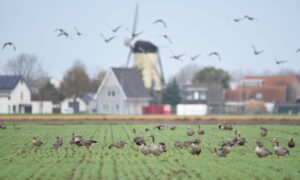 Vergoeding faunaschade aan boeren gestegen naar 37 miljoen