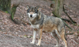 Jagersvereniging en IFAW verkennen bij 33 organisaties: Hoe verder met de wolf in Nederland?