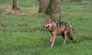 De wolf zijn gang laten gaan, dat is onhoudbaar – NRC