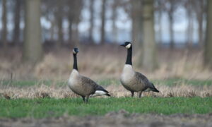 Test met drie vaccins tegen vogelgriep is belangrijke stap – Groen Kennisnet