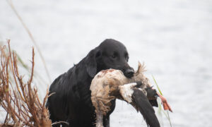 Winnaar Nimrod 2022: Flatcoated Retriever Thor