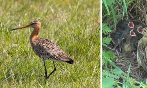 Geef akker- en weidevogels rust, lijn uw hond aan