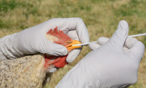 HVT-H5 vaccins blijken 100% effectief tegen vogelgriep