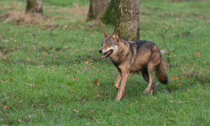 Eerste wolf sinds 1845 doodgeschoten bij A12