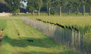 Schadebestrijding Noord-Holland alleen nog op basis van ontheffing 