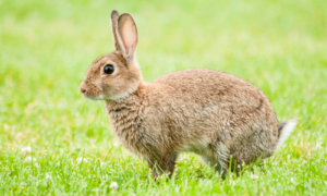 Minister houdt sluiting jacht konijn en haas in stand voor komend seizoen