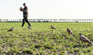 Bejaging vrijgestelde soorten Noord-Holland per direct gestopt