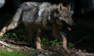 Wolf geen aanleiding voor opschorten faunabeheer Veluwe