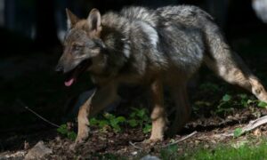Wolf geen aanleiding voor opschorten faunabeheer Veluwe