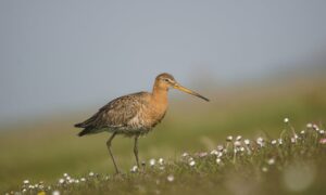 Jagersvereniging voorzichtig optimistisch over Europese natuurherstelwet