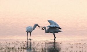 On-Nederlandse taferelen in de Biesbosch