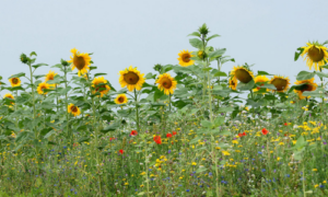 Ledenenquête agrarisch natuurbeheer