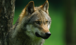 FACE dringt aan op herziening regels voor het bejagen van de wolf