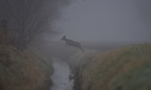 Reewildjagers belangrijk voor onderzoek tekenencefalitis 