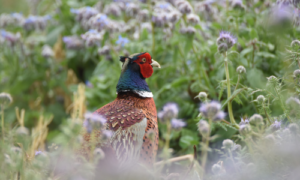 Samen naar natuur inclusieve samenleving